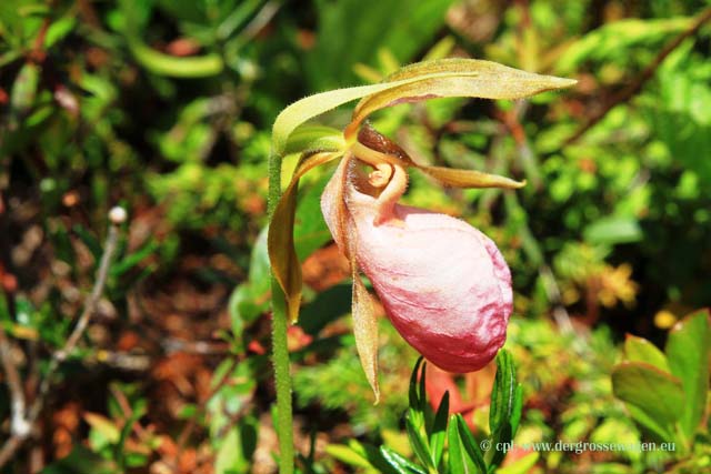 Orchidee (Pink Lady Slipper)