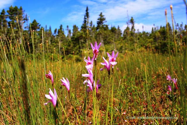 Orchidee (Swamp Pink)