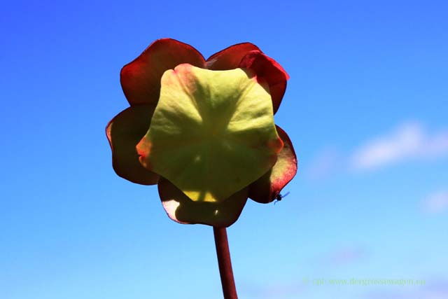 Pitcher Plant