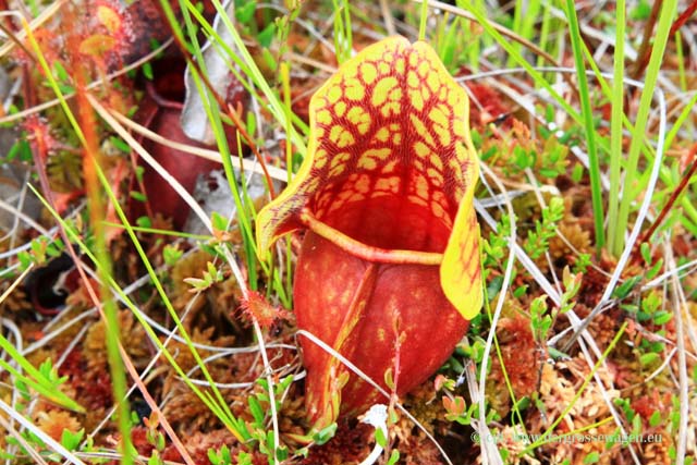 Pitcher Plant