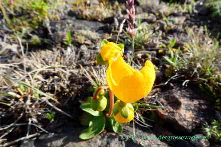 Calceolaria