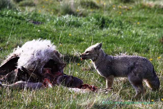 Graufuchs