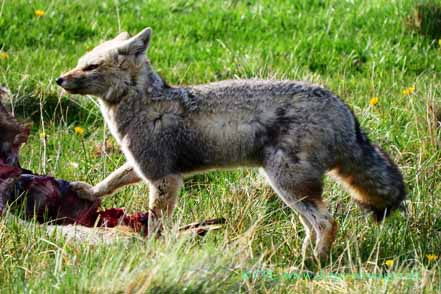 Graufuchs