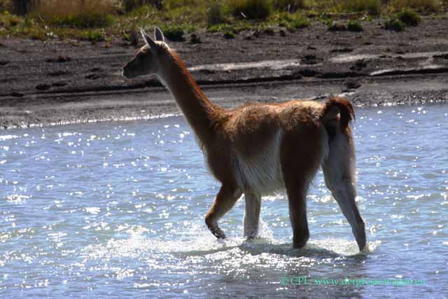 Guanako