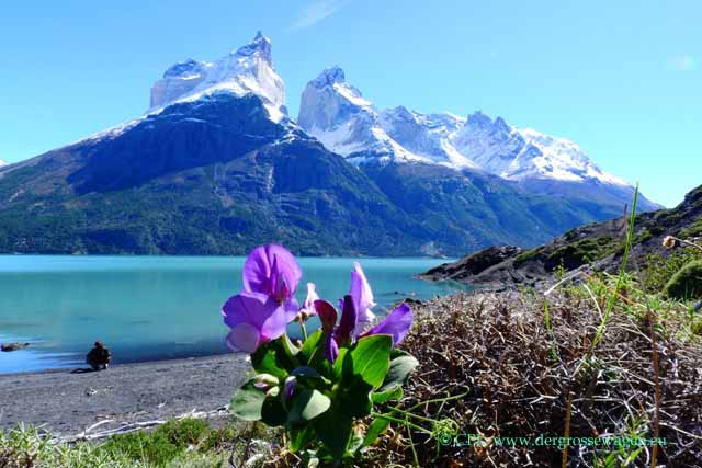 Patagonische Erbse