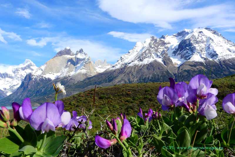 Patagonische Erbse