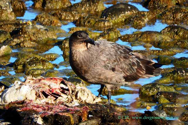 Chileskua