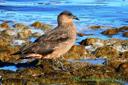 Chileskua