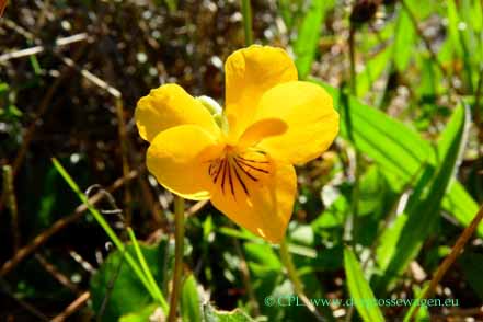 Veilchen (Viola reichei)