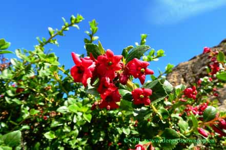 Escallonia rubra
