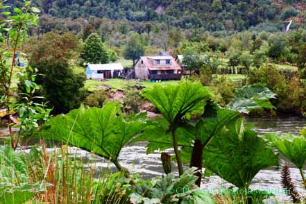 Gunnera