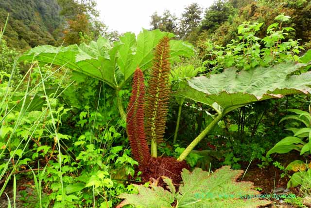 Gunnera