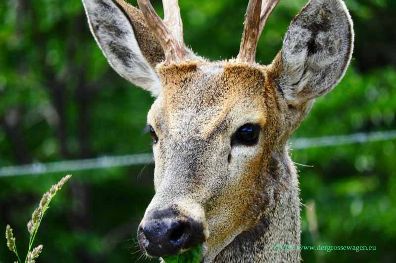 Huemul (Andenhirsch)