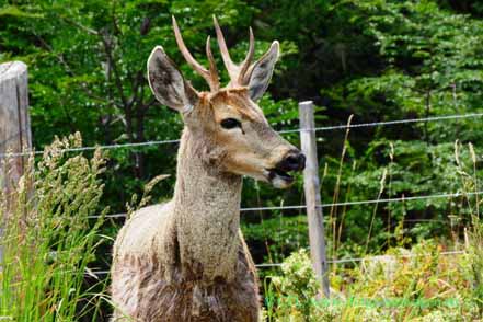 Huemul (Andenhirsch)