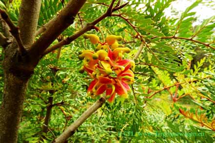 Lomatia ferruginea