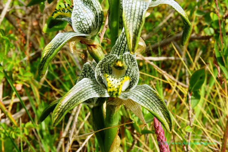Magellanorchidee (Chloraea magellanica)