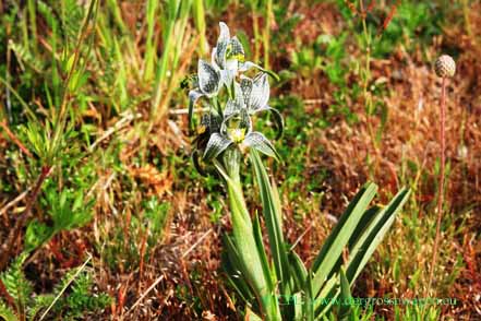 Magellanorchidee (Chloraea magellanica)
