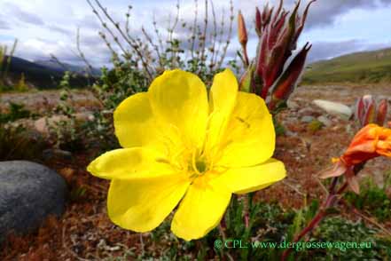 Oenothera