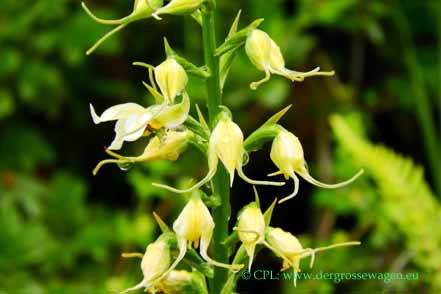 Orchidee