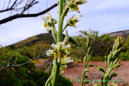 Orchidee (Gavilea glandulifera)