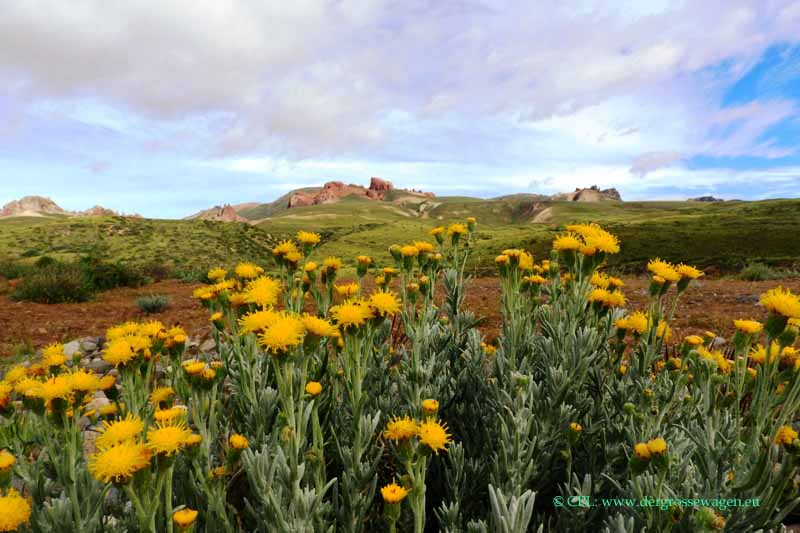Senecio patagonium