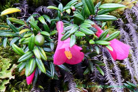 Philesia magellanica