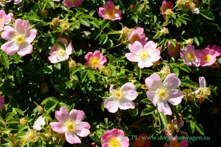 Rosa mosqueta