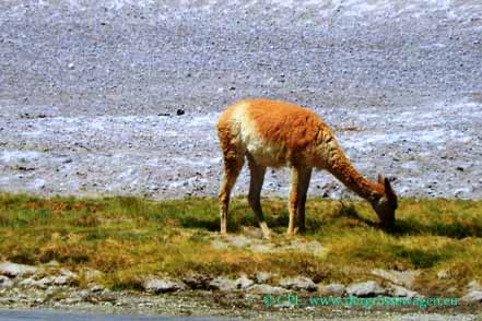 Vicuna