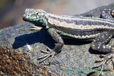 Atacama Lava Lizard