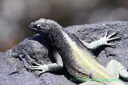Atacama Lava Lizard