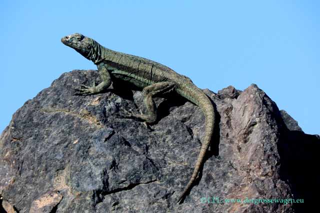 Atacama Lava Lizard