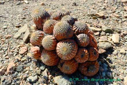 Copiapoa-Kakteen
