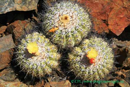 Copiapoa-Kakteen