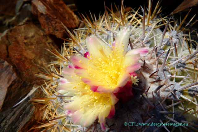 Copiapoa-Kaktus