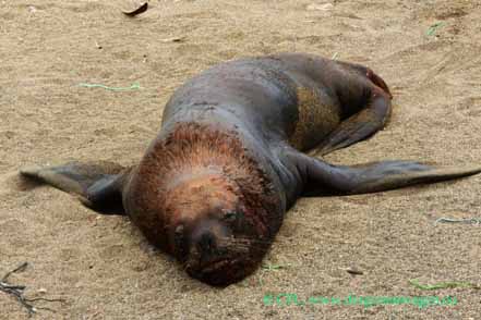Seelöwe