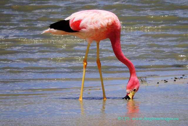 Anden-Flamingo