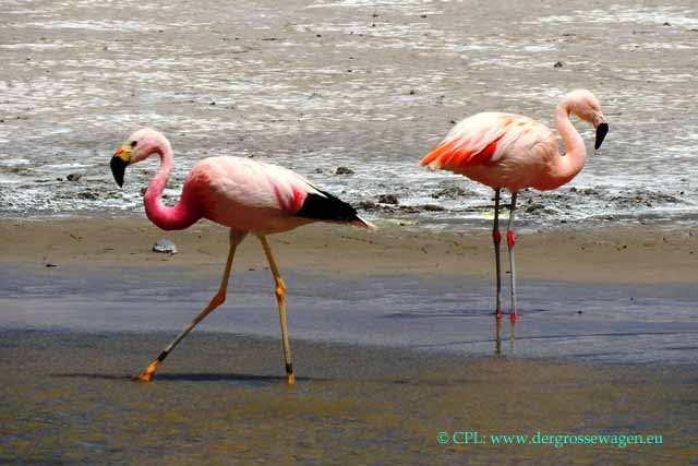 Anden-Flamingo (links) und Chile-Flamingo (rechts)