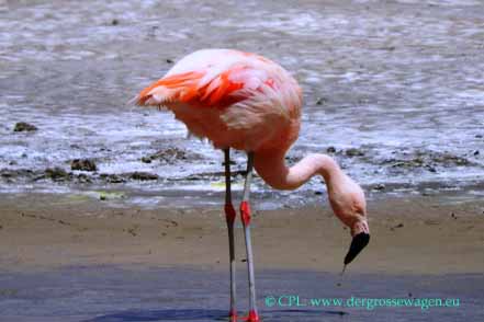 Chile-Flamingo