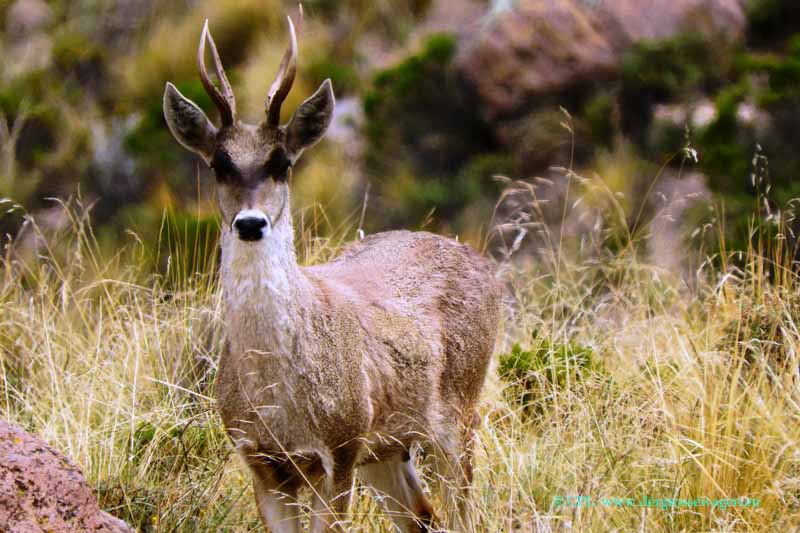 Taruca (Andenhirsch)