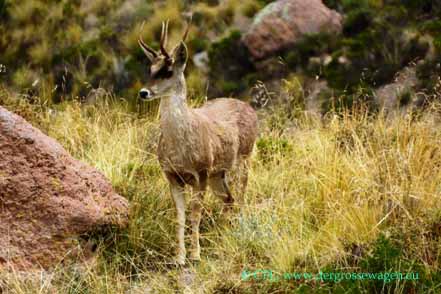 Taruca (Andenhirsch)