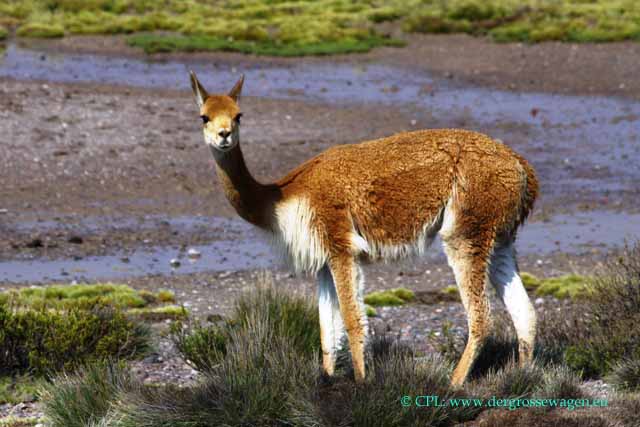 Vicuña