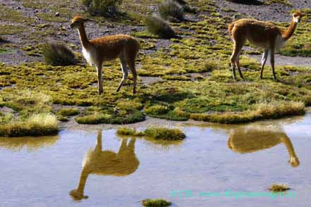 Vicuñas