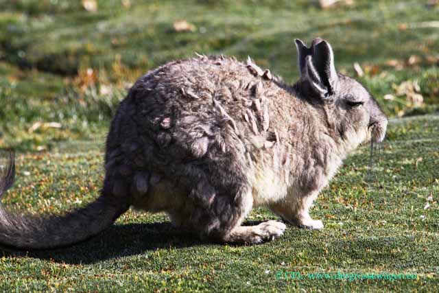 Viscacha