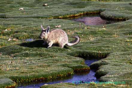 Viscacha