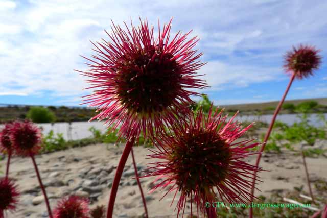 Acaena magellanica