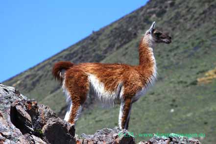 Guanako