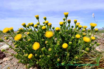 Senecio magellanico (Magellan daisy)