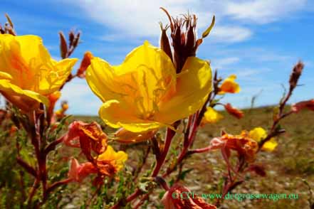 Oenothera odorata