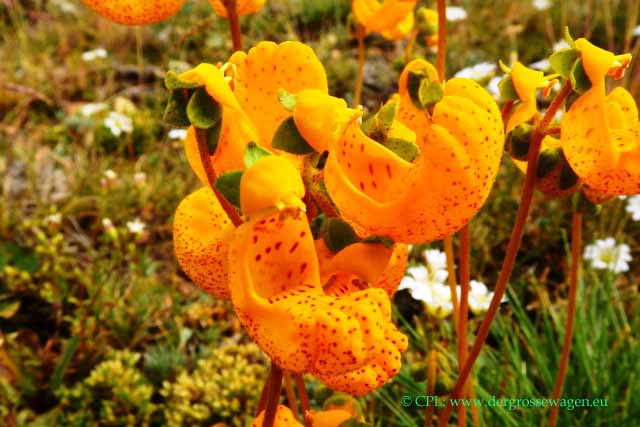 Pantoffelblume