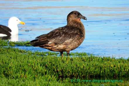 Chile-Skua